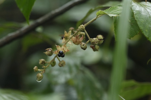 Rubus assamensis (Fikteging) — photo