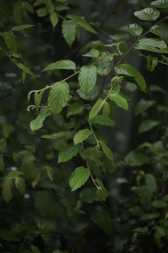 Rubus assamensis
