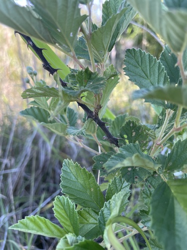 Rubus audax (Oneco blackberry) — photo