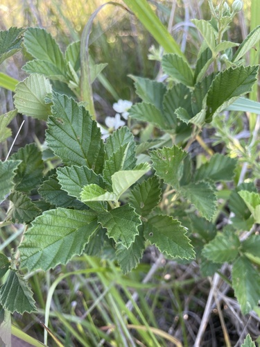 Rubus audax (Oneco blackberry) — photo