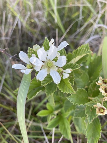 Rubus audax