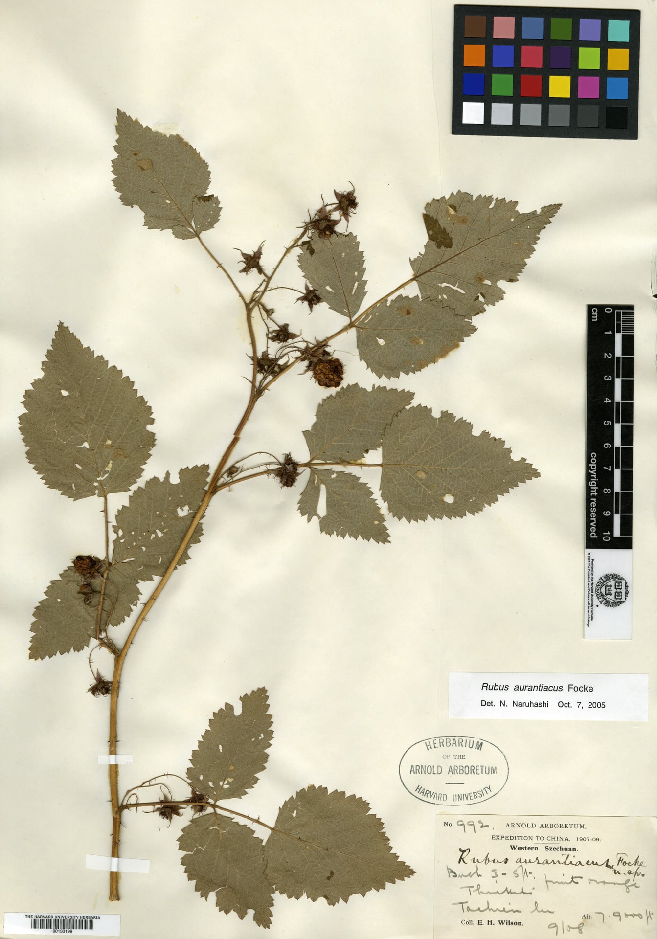 Rubus aurantiacus — photo