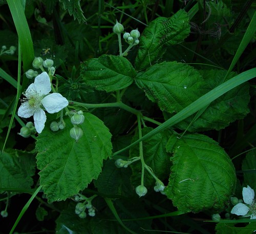 Rubus aureolus — photo