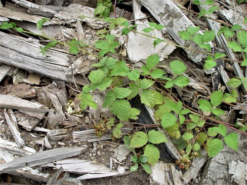 Rubus aureolus — photo