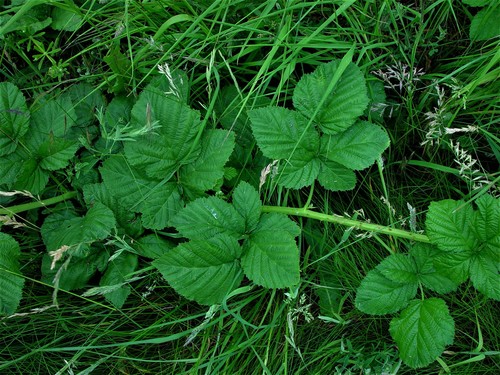 Rubus aureolus