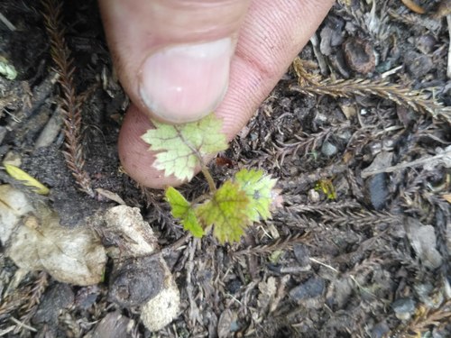 Rubus australis (Tataramoa) — photo