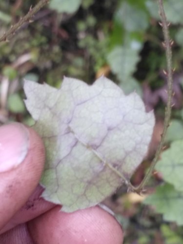 Rubus australis (Tataramoa) — photo