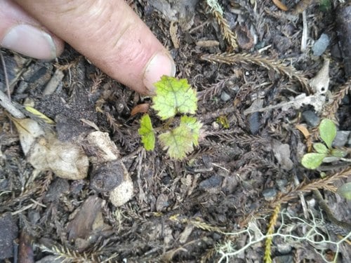 Rubus australis