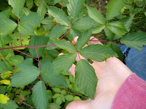 Rubus avipes (Upland Blackberry) — photo