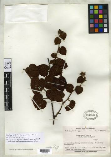 Rubus azuayensis