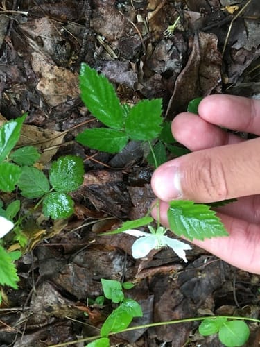 Rubus baileyanus (Bailey's Dewberry) — photo