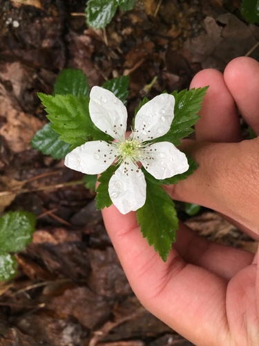 Rubus baileyanus