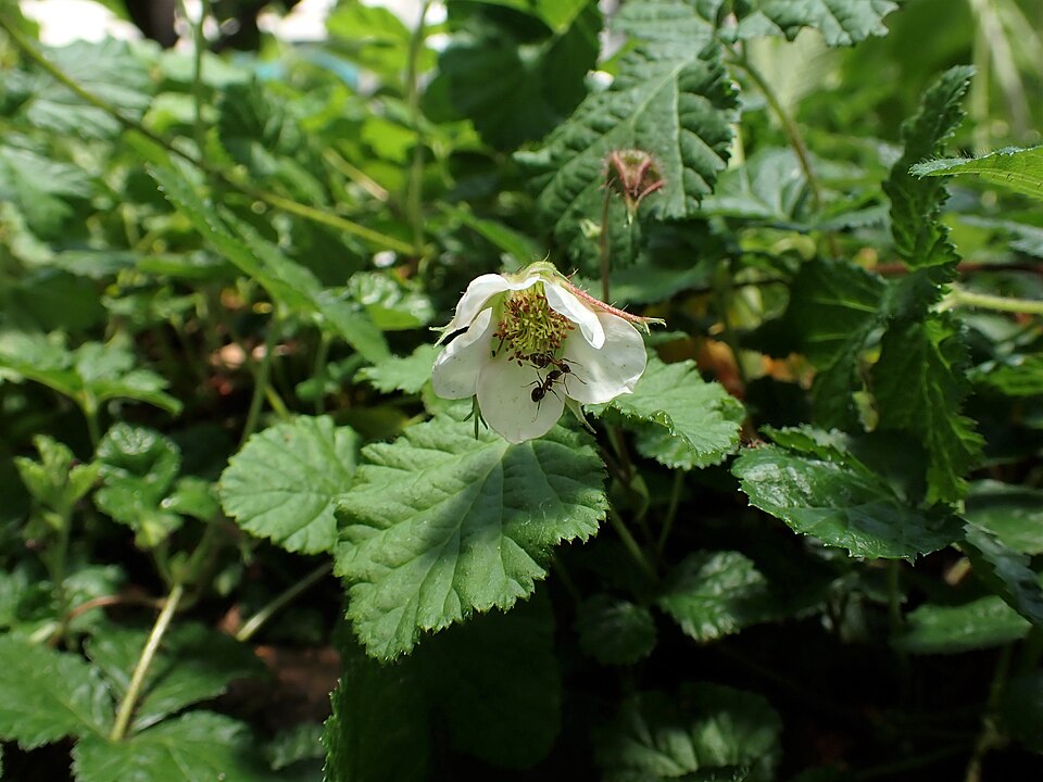 Rubus barbatus (Sinjang) — photo