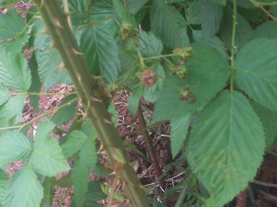 Rubus bellobatus