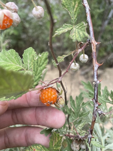 Rubus biflorus (Two-flowered raspberry) — photo