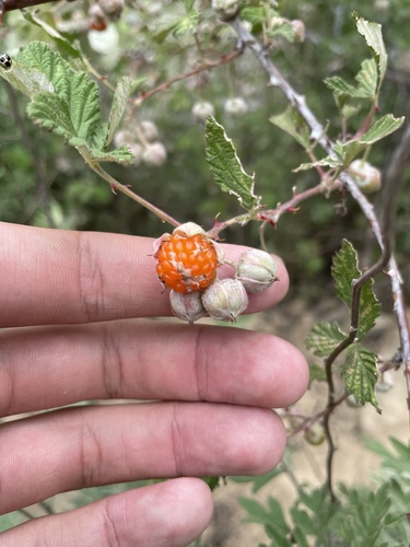 Rubus biflorus (Two-flowered raspberry) — photo