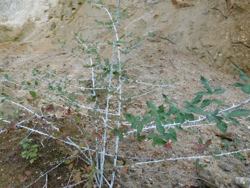 Rubus biflorus