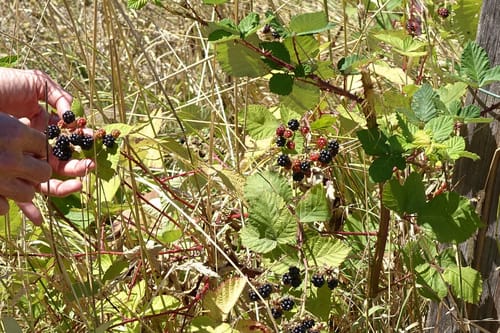 Rubus bifrons (Himalayan Berry) — photo