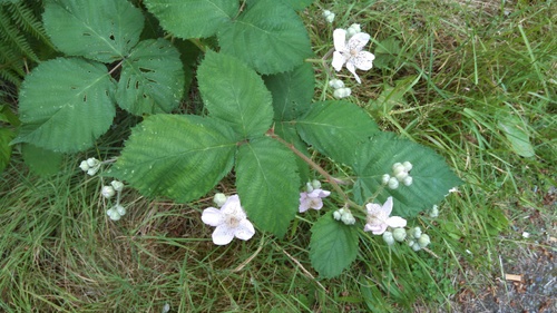 Rubus bifrons