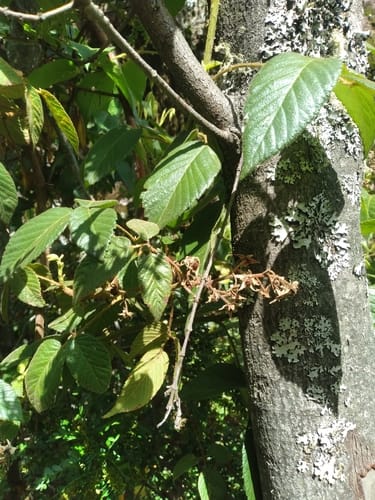 Rubus bogotensis — photo