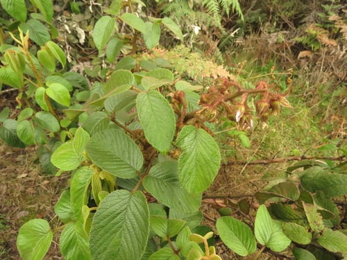 Rubus bogotensis