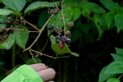 Rubus bogotensis — photo