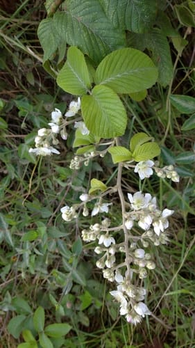 Rubus boliviensis (Zarzamora) — photo