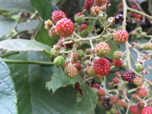 Rubus boliviensis