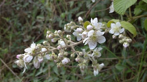 Rubus boliviensis (Zarzamora) — photo