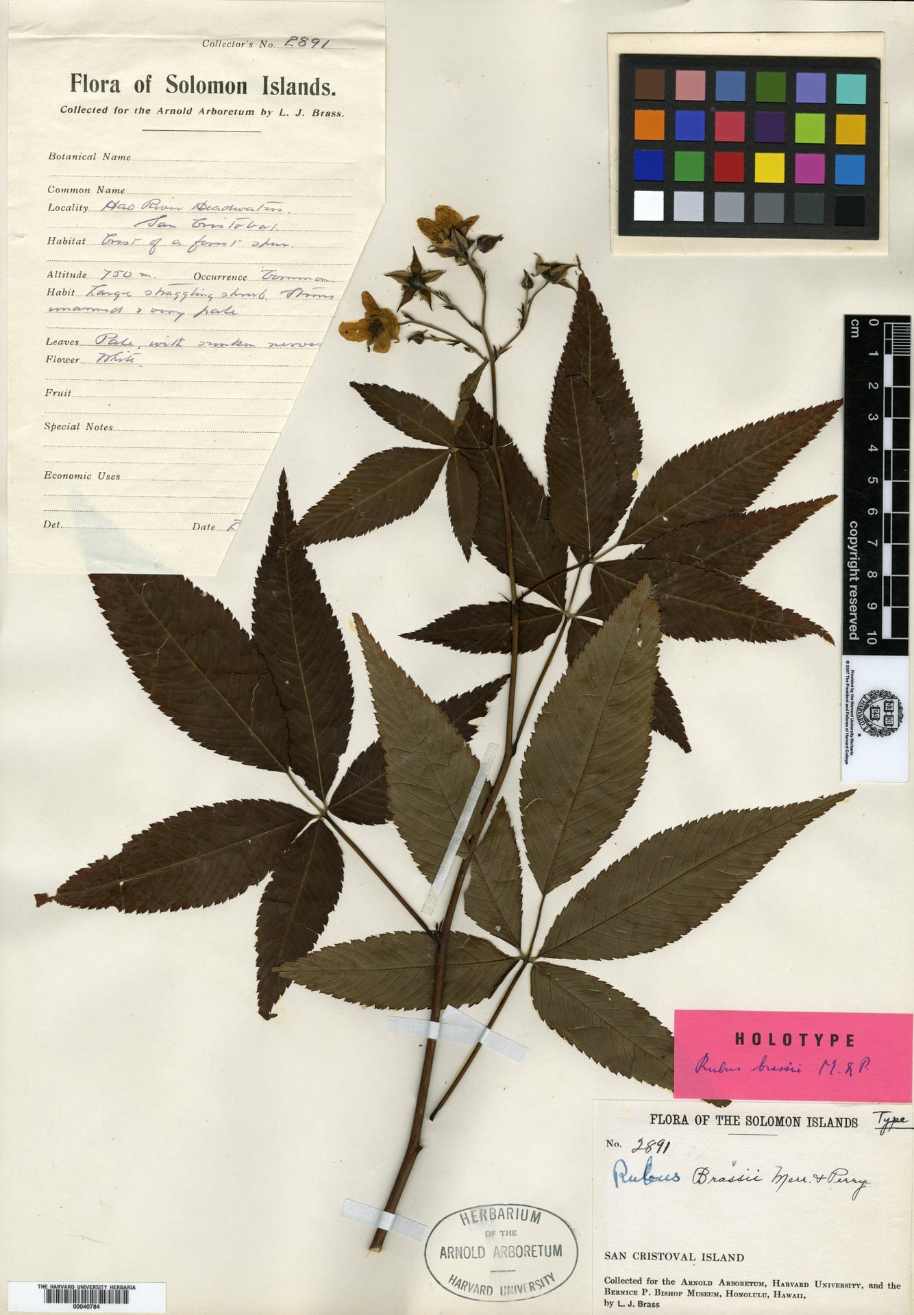 Rubus brassii