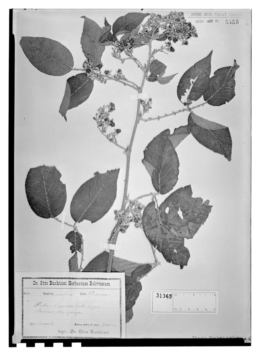 Rubus briareus — photo