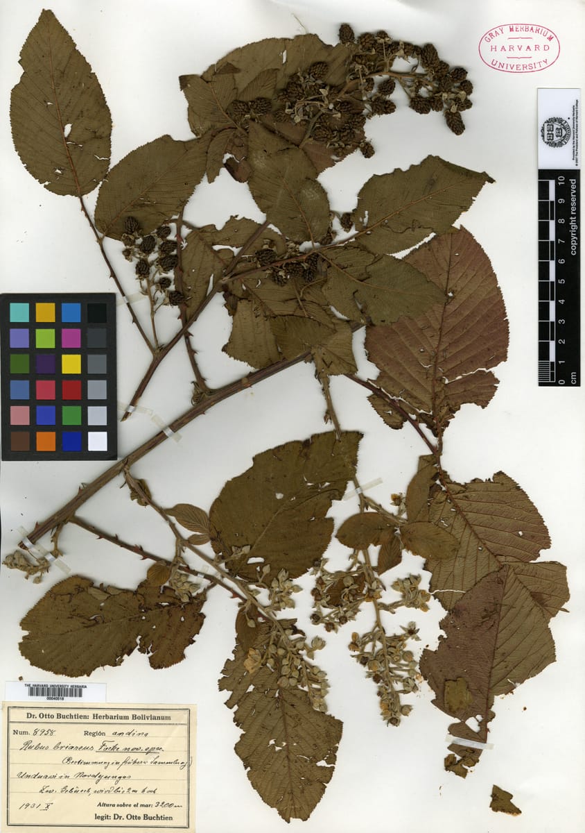 Rubus briareus — photo