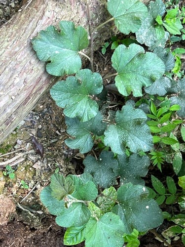 Rubus buergeri (Cold berry) — photo