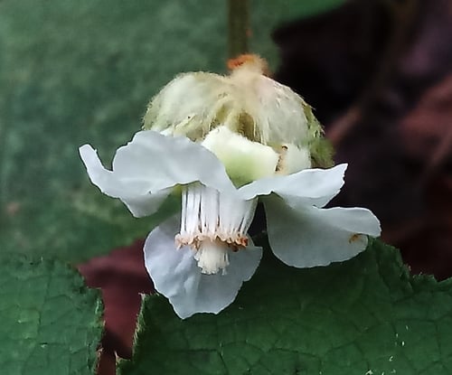 Rubus buergeri