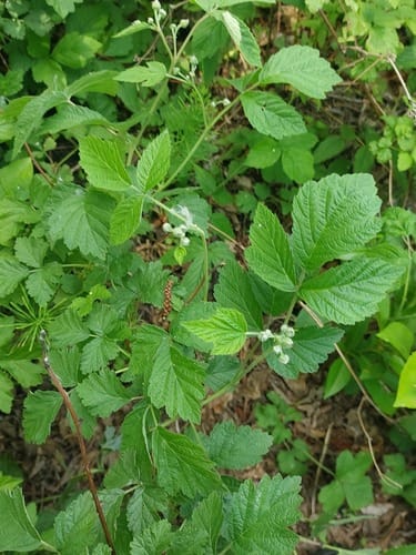 Rubus caesius (European dewberry) — photo