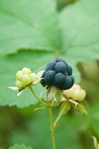 Rubus caesius