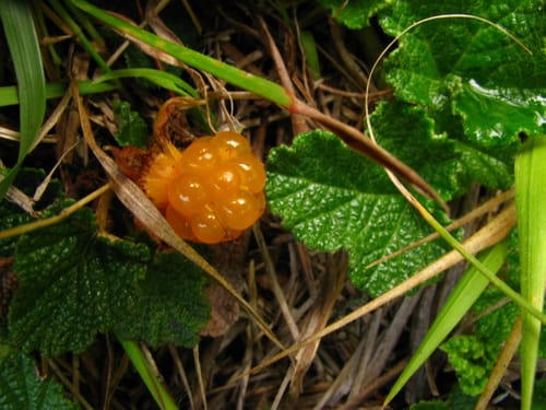 Rubus calycinoides (Creeping raspberry) — photo