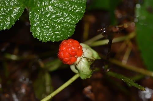 Rubus calycinus (Wild raspberry) — photo