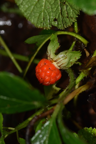 Rubus calycinus