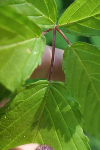 Rubus canadensis (Low blackberry) — photo