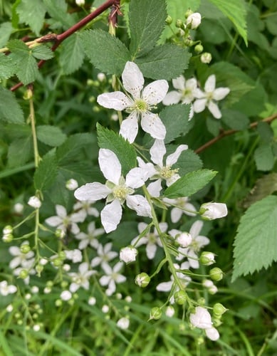 Rubus canadensis