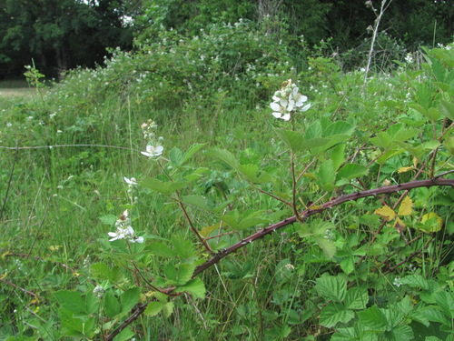 Rubus candicans — photo