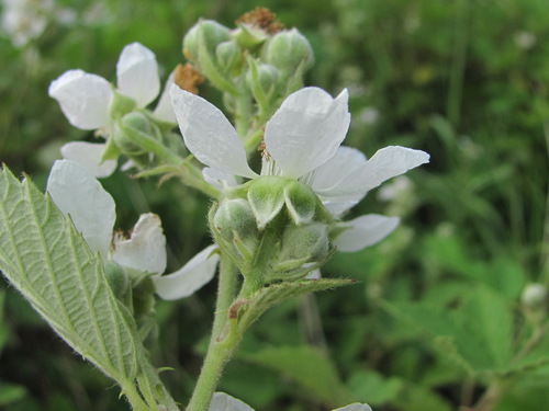 Rubus candicans