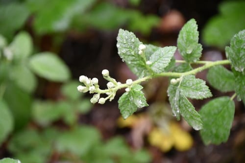 Rubus canescens — photo