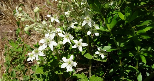 Rubus canescens