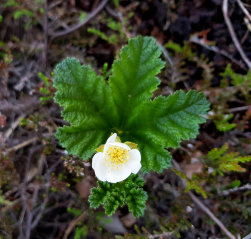 Rubus chamaemorus (Cloudberry) — photo