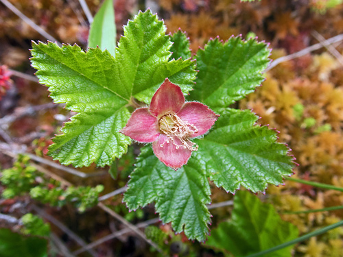 Rubus chamaemorus (Cloudberry) — photo