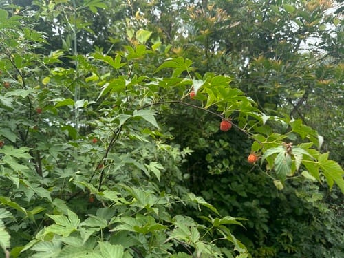 Rubus chingii (Zhang ye fu pen zi) — photo