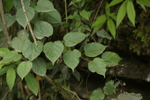 Rubus chroosepalus (Hairy-sepaled berry) — photo