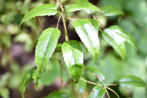 Rubus cissoides (Bush lawyer) — photo